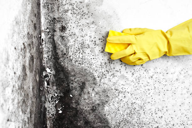 Best Emergency Mold Removal  in Valley Stream, NY