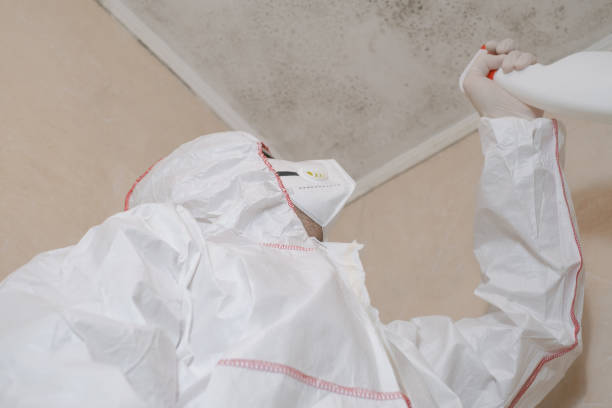 Best Professional Mold Removal  in Valley Stream, NY