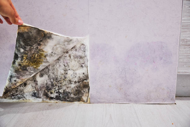 Professional Mold Removal in Valley Stream, NY